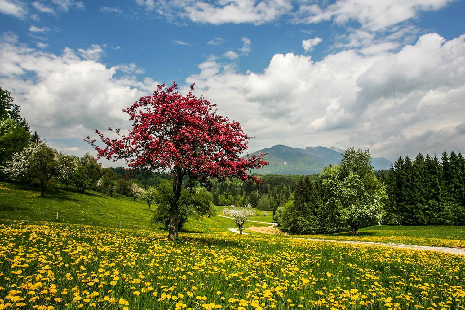 Apartma Goldenfields Kranj